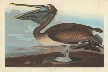 ブラウンペリカン、1838